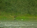 beavers, scotland, aigas, wild-05